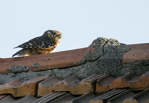 CIVETTA, Little Owl, Chevêche d'Athéna; Athene noctua 