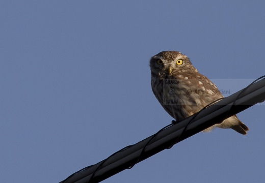 CIVETTA, Little Owl, Chevêche d'Athéna; Athene noctua 