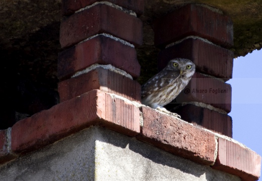 CIVETTA, Little Owl, Chevêche d'Athéna; Athene noctua 