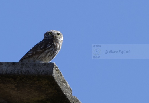 CIVETTA, Little Owl, Chevêche d'Athéna; Athene noctua 