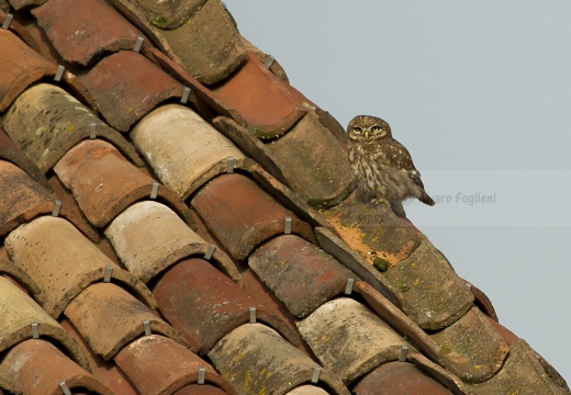 CIVETTA, Little Owl, Chevêche d'Athéna; Athene noctua 