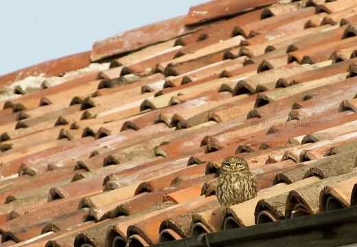 CIVETTA, Little Owl, Chevêche d'Athéna; Athene noctua 