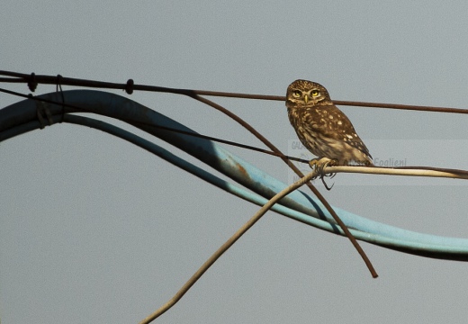 CIVETTA, Little Owl, Chevêche d'Athéna; Athene noctua 