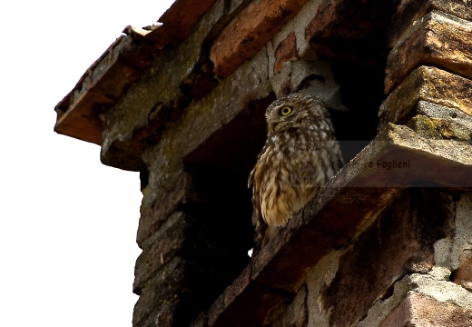 CIVETTA, Little Owl, Chevêche d'Athéna; Athene noctua 