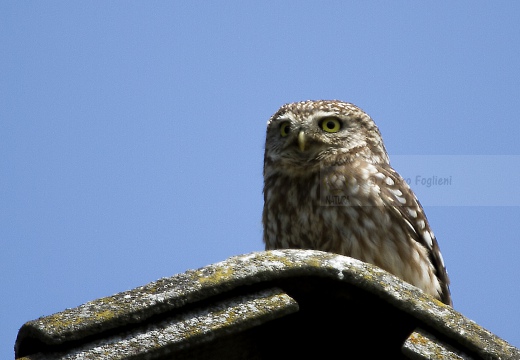 CIVETTA, Little Owl, Chevêche d'Athéna; Athene noctua 