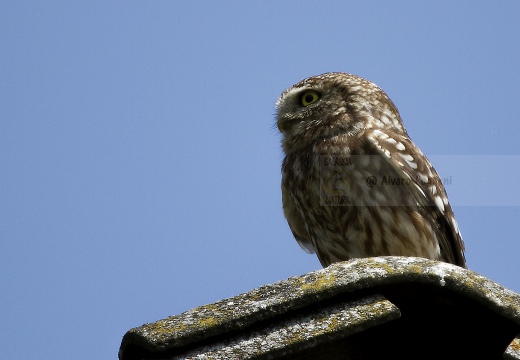 CIVETTA, Little Owl, Chevêche d'Athéna; Athene noctua 