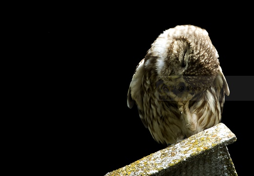 CIVETTA, Little Owl, Chevêche d'Athéna; Athene noctua 