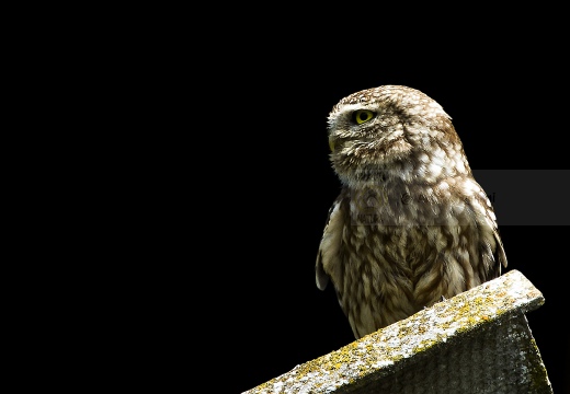 CIVETTA, Little Owl, Chevêche d'Athéna; Athene noctua 