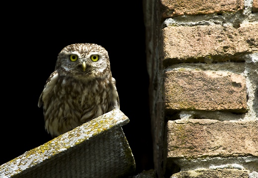 CIVETTA, Little Owl, Chevêche d'Athéna; Athene noctua 