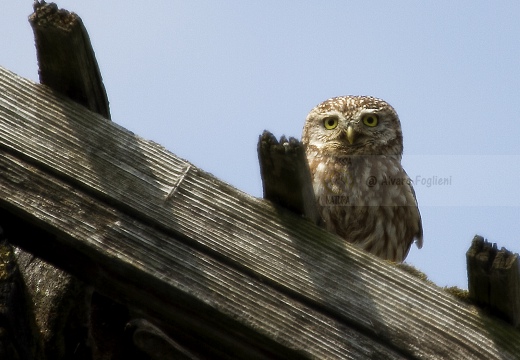 CIVETTA, Little Owl, Chevêche d'Athéna; Athene noctua 