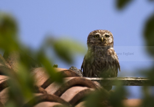 CIVETTA, Little Owl, Chevêche d'Athéna; Athene noctua 