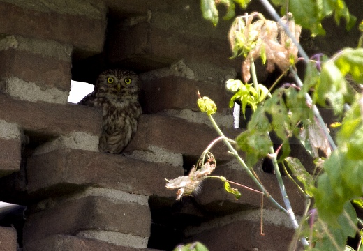 CIVETTA, Little Owl, Chevêche d'Athéna; Athene noctua 