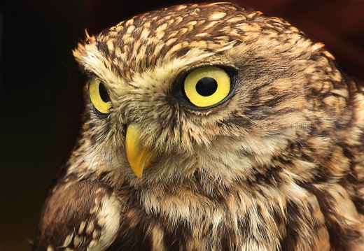 CIVETTA, Little Owl, Chevêche d'Athéna; Athene noctua 