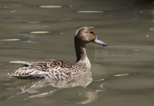 CODONE; Pintail; Canard pilet; Anas acuta 