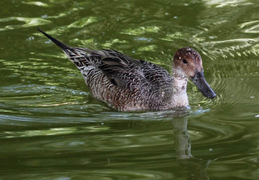 CODONE; Pintail; Canard pilet; Anas acuta 