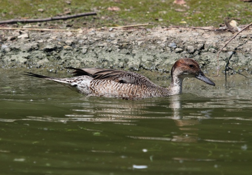 CODONE; Pintail; Canard pilet; Anas acuta 