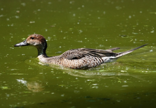 CODONE; Pintail; Canard pilet; Anas acuta 