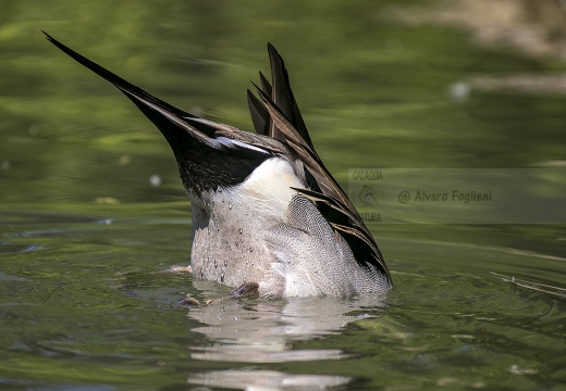 CODONE; Pintail; Canard pilet; Anas acuta 