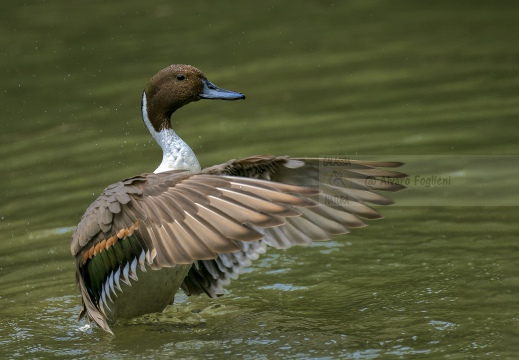 CODONE; Pintail; Canard pilet; Anas acuta 