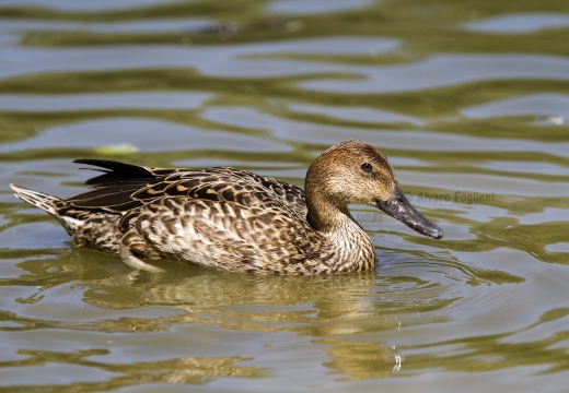 CODONE; Pintail; Canard pilet; Anas acuta 