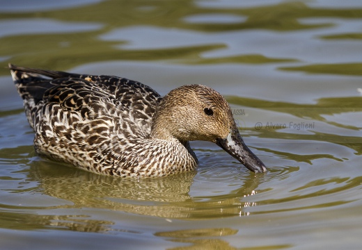 CODONE; Pintail; Canard pilet; Anas acuta 