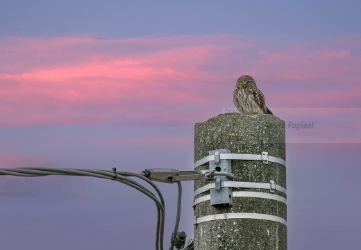 CIVETTA, Little Owl, Chevêche d'Athéna; Athene noctua 