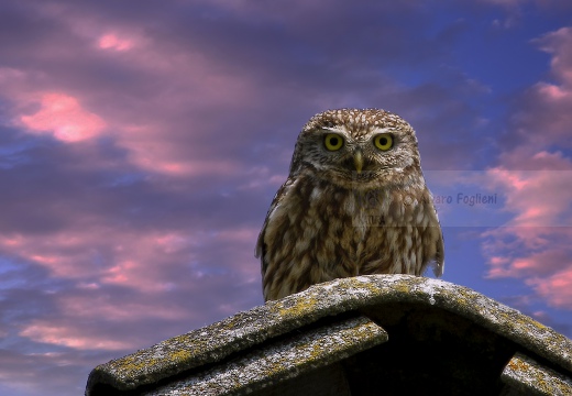 CIVETTA, Little Owl, Chevêche d'Athéna; Athene noctua 