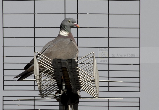 COLOMBACCIO, Wood Pigeon, Pigeon ramier; Columba palumbus