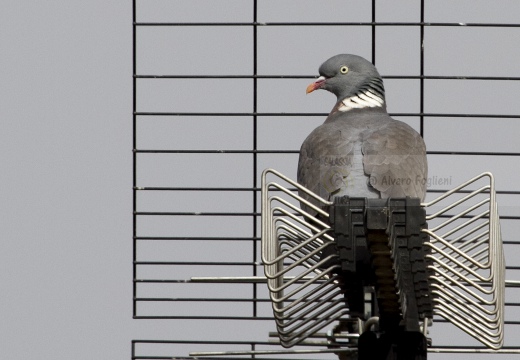 COLOMBACCIO, Wood Pigeon, Pigeon ramier; Columba palumbus