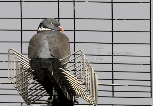 COLOMBACCIO, Wood Pigeon, Pigeon ramier; Columba palumbus