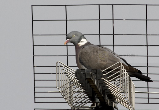 COLOMBACCIO, Wood Pigeon, Pigeon ramier; Columba palumbus