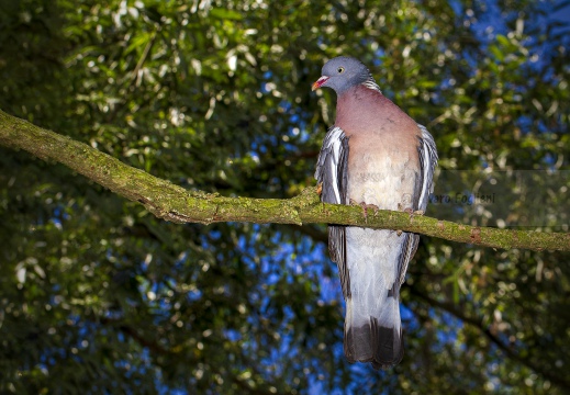 COLOMBACCIO, Wood Pigeon, Pigeon ramier; Columba palumbus