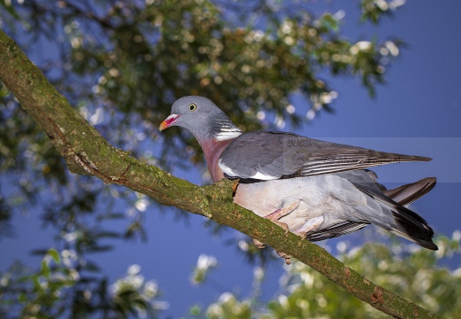 COLOMBACCIO, Wood Pigeon, Pigeon ramier; Columba palumbus