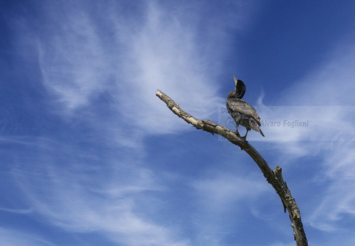 CORMORANO; Cormorant; Grand Cormoran; Phalacrocorax carbo  