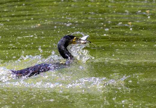 CORMORANO; Cormorant; Grand Cormoran; Phalacrocorax carbo  