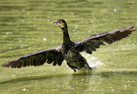 CORMORANO; Cormorant; Grand Cormoran; Phalacrocorax carbo  