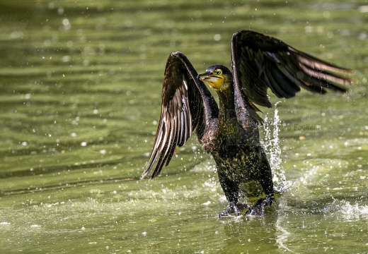 CORMORANO; Cormorant; Grand Cormoran; Phalacrocorax carbo  