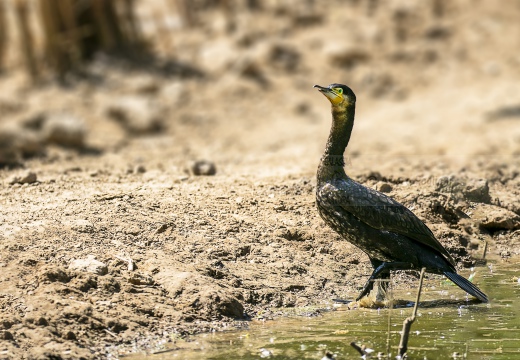 CORMORANO; Cormorant; Grand Cormoran; Phalacrocorax carbo  