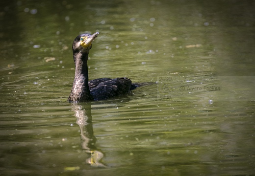 CORMORANO; Cormorant; Grand Cormoran; Phalacrocorax carbo  