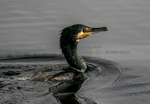 CORMORANO; Cormorant; Grand Cormoran; Phalacrocorax carbo  