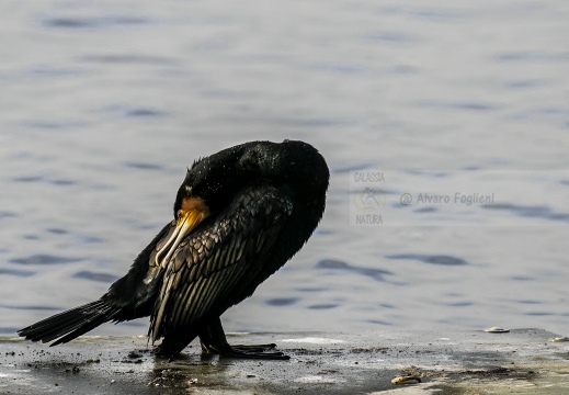 CORMORANO; Cormorant; Grand Cormoran; Phalacrocorax carbo  