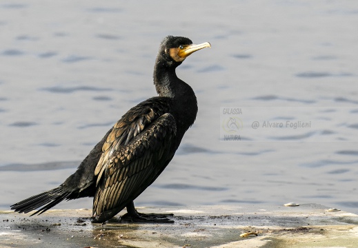 CORMORANO; Cormorant; Grand Cormoran; Phalacrocorax carbo  