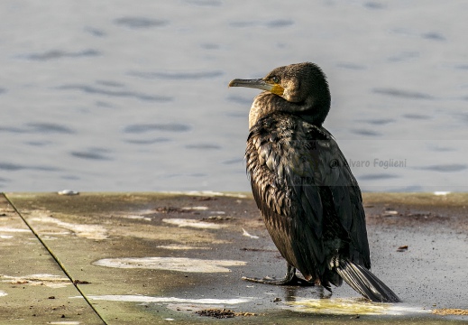 CORMORANO; Cormorant; Grand Cormoran; Phalacrocorax carbo  