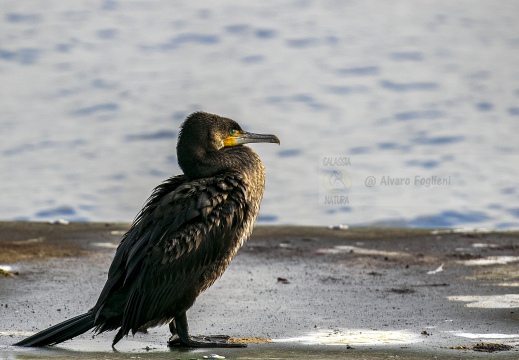 CORMORANO; Cormorant; Grand Cormoran; Phalacrocorax carbo  