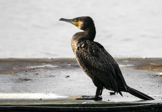 CORMORANO; Cormorant; Grand Cormoran; Phalacrocorax carbo  