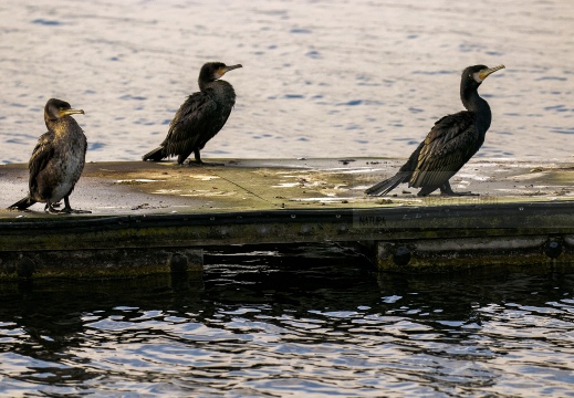 CORMORANO; Cormorant; Grand Cormoran; Phalacrocorax carbo  