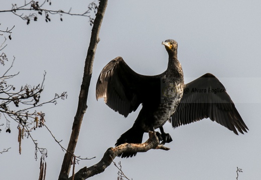 CORMORANO; Cormorant; Grand Cormoran; Phalacrocorax carbo  