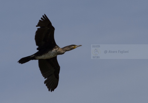 CORMORANO; Cormorant; Grand Cormoran; Phalacrocorax carbo  