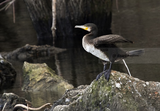 CORMORANO; Cormorant; Grand Cormoran; Phalacrocorax carbo  