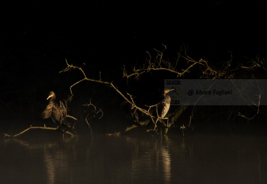 CORMORANO; Cormorant; Grand Cormoran; Phalacrocorax carbo  